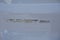 2025 Ford Transit-250 148 WB High Roof Extended Cargo