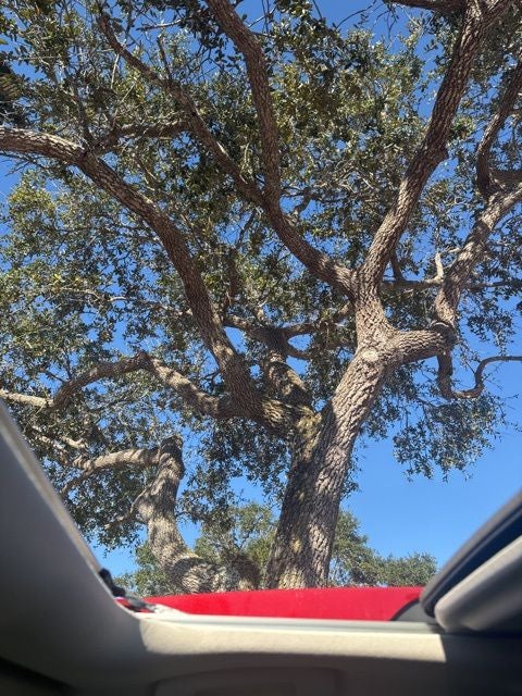 2021 Toyota Corolla XLE